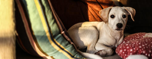 Medication for dog panic attacks online